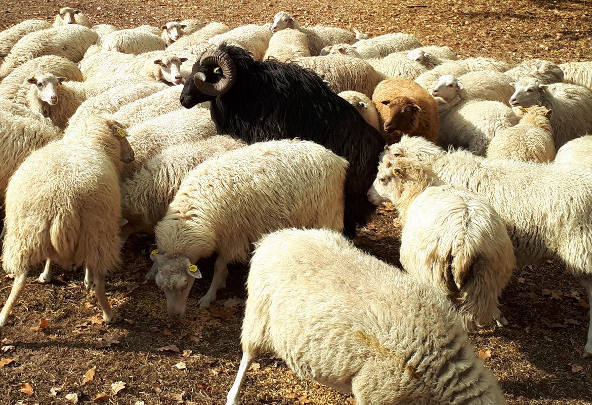 Prodej ovcí a beranů